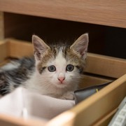 Ini 5 Masalah Kesehatan Kucing yang Sering Terjadi, Jangan Sampai Terlambat Menangani!