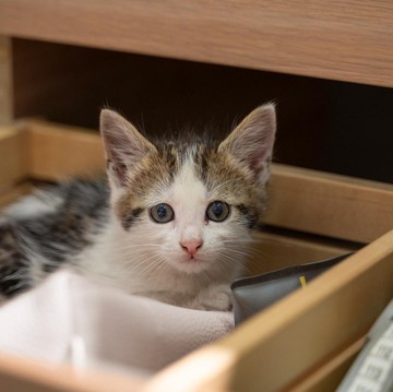 Ini 5 Masalah Kesehatan Kucing yang Sering Terjadi, Jangan Sampai Terlambat Menangani!