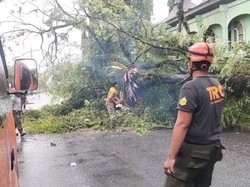 Banyak Pohon Tumbang di Padang karena Hujan dan Angin Kencang