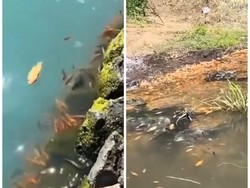 Viral Ribuan Ikan Mati Massal Akibat Belerang di Danau Batur, Ini Penjelasannya