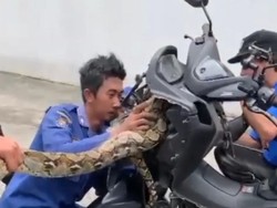 Warga Tangsel Kaget Ular Sanca 4 Meter Nongol di Body Motor, Damkar Evakuasi