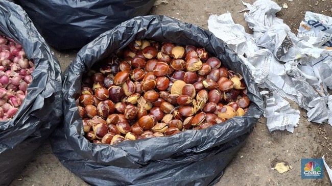 Produksi Jengkol RI Tembus 1,7 Juta Kuintal di 2024, Ekspor ke Malaysia Melonjak 31%