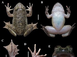 Ada Temuan Spesies Baru Katak Bertaring di Pegunungan Meratus