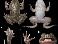 2 Spesies Baru Katak Bertaring Ditemukan di Kalimantan