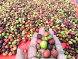 Potensi yang Tersembunyi di Balik Butiran Kopi Kuningan