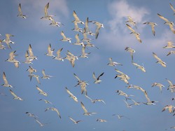 Kotoran Burung Laut Jadi Rahasia Kejayaan di Kerajaan Ini