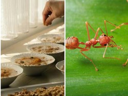 Restoran Michelin Kena Masalah usai Sajikan Makanan dengan Hiasan Semut