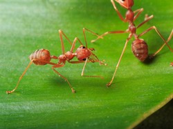 Penumpang Nekat Bawa Ribuan Semut di Koper, Terbongkar di Bandara