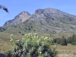 Jalur Timbanuh Rinjani Disiapkan Jadi Jalur Pendakian Internasional