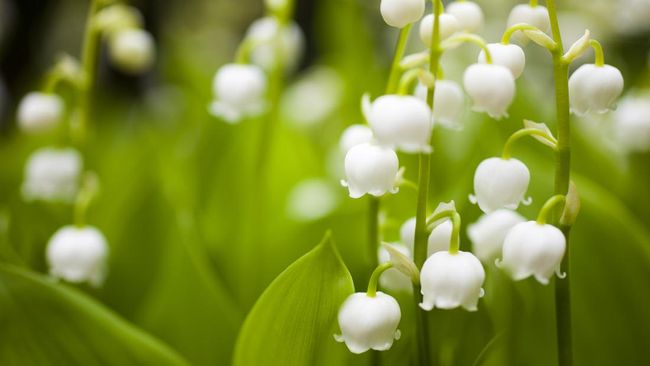 Makna Lily of the Valley yang Sering Ada di Pernikahan Artis, Terbaru Jadi Buket Luna Maya
