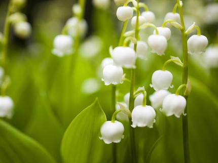 Makna Lily of the Valley yang Sering Ada di Pernikahan Artis, Terbaru Jadi Buket Luna Maya