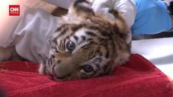 VIDEO: Anak Harimau Kembar Gemas Divaksin di Kebun Binatang Jerman