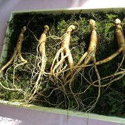 5 Manfaat Ginseng untuk Kesehatan yang Masih Jarang Diketahui
