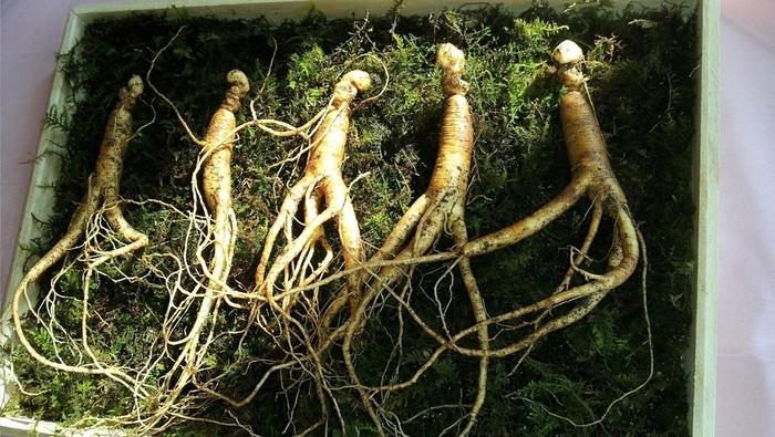 img-title 5 Manfaat Ginseng untuk Kesehatan yang Masih Jarang Diketahui