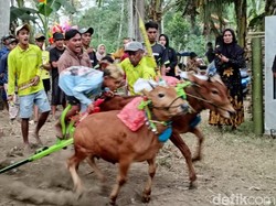 Video: Aksi Menantang Joki-joki Cilik di Karapan Sapi
