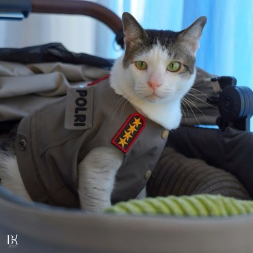 Bobby Kertanegara Kucing Prabowo Dikawal Polisi, Picu Perdebatan