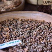 10 Biji Kopi Termahal di Dunia, Ada Kopi Luwak Khasnya Indonesia!