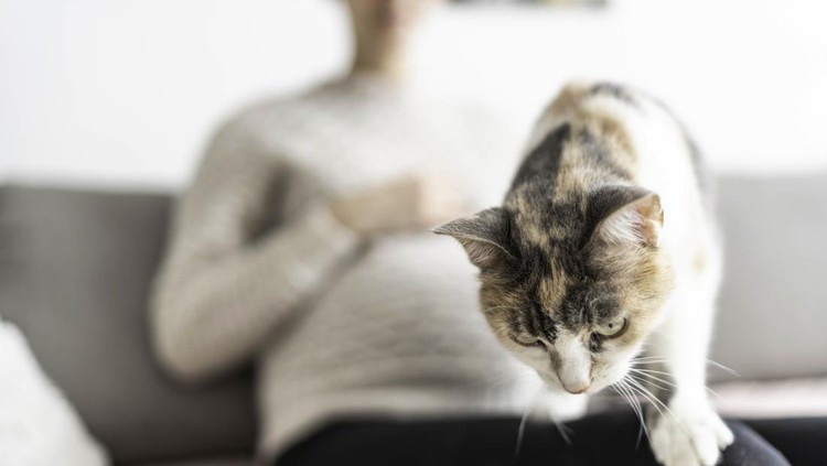 Ibu hamil dan kucing Pregnant woman with cat on sofa