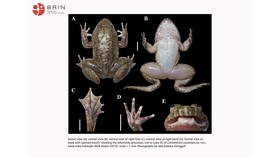 Spesies Baru Katak Bertaring Ditemukan di Kalimantan, Ini Bentuknya