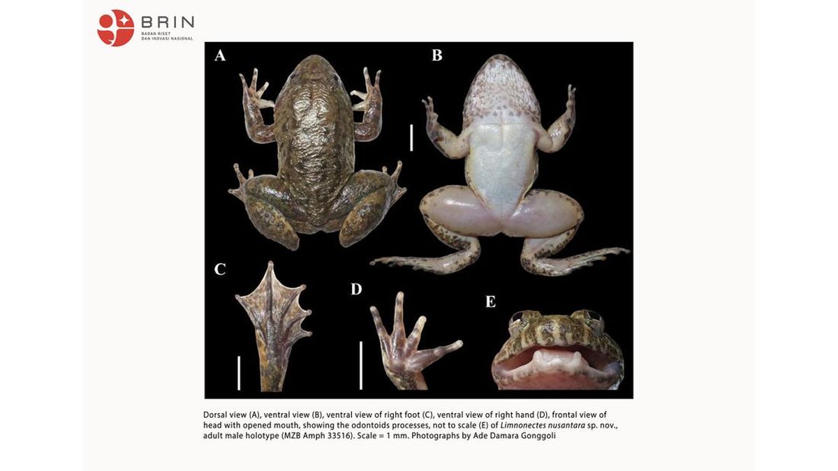 Spesies Baru Katak Bertaring Ditemukan di Kalimantan, Ini Bentuknya