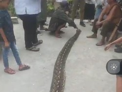 Ular Piton 6,5 Meter Telan Babi di Bone Bolango, Langsung Dibunuh Warga