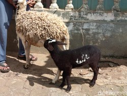 Video: Heboh Domba Berlafaz Allah di Temanggung