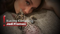 img-title Cinta Laura Rawat Kucing Jalanan Jadi Glowing, Dulu Sempat Dibully