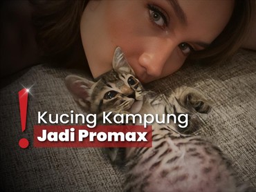 img-title Cinta Laura Rawat Kucing Jalanan Jadi Glowing, Dulu Sempat Dibully