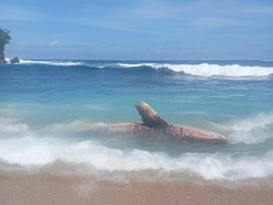 Viral Hiu Tutul 5 Meter Mati Terdampar di Pantai Pangi Blitar