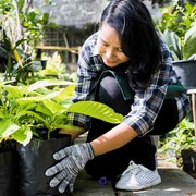 5 Jenis Bunga yang Mudah Ditanam di Rumah untuk Pemula