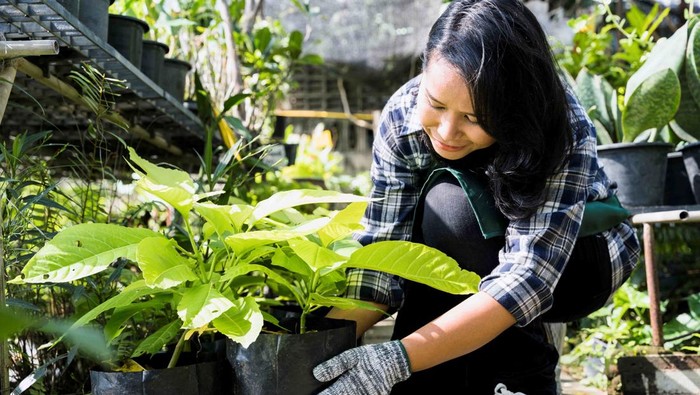 5 Jenis Bunga yang Mudah Ditanam di Rumah untuk Pemula