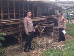 Geger 8 Ekor Kambing di Depok Dijagal di Kandang, Pelaku Sisakan Jeroan