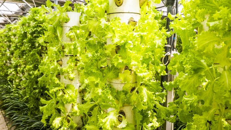 Ilustrasi tower garden Soilless culture of plants