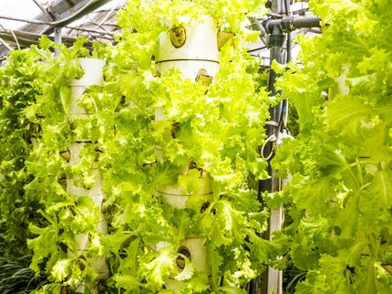 10 Jenis Tanaman yang Cocok Ditanam di Tower Garden