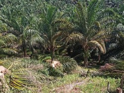 Satgas PKH Kembali Terima Lahan Sawit 415 Ha di TNTN, Langsung Ditumbang