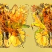 Tes Kepribadian: Ketahui Sikap Dominan Melalui Gambar yang Kamu Lihat Pertama Kali