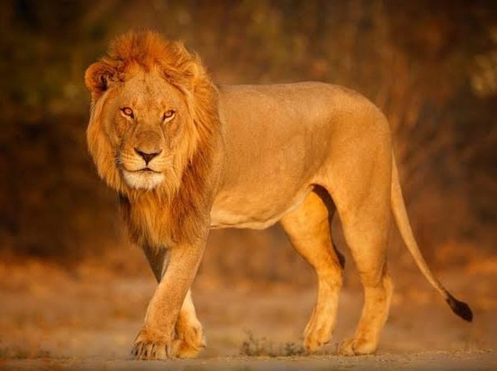 Singa/Foto: Freepik
