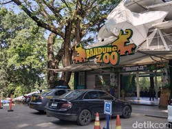 Kisruh Dualisme Kepengurusan, YMT Ambil Alih Operasional Bandung Zoo