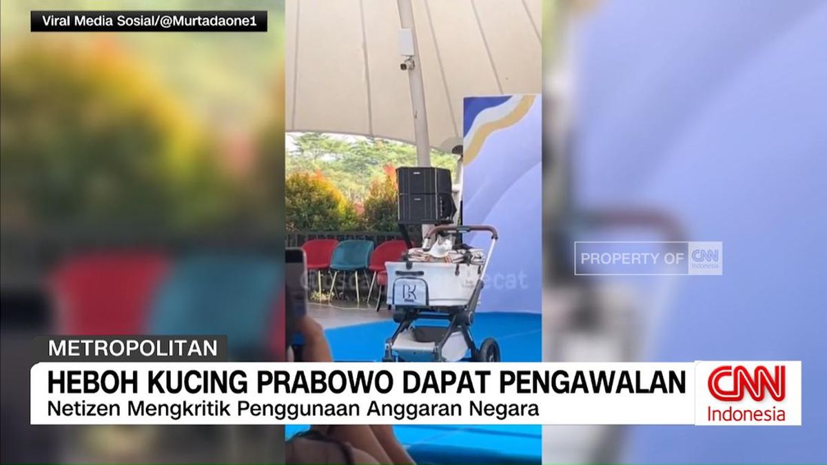 VIDEO: Heboh Kucing Prabowo Dapat Pengawalan