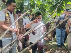 Tinjau Kakao di Tabanan, Titik Soeharto Ungkap Sederet Masalah Petani
