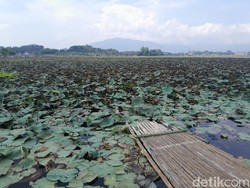 56 Hektare Tertutup Gulma, Situ Bagendit Dibersihkan Besar-besaran