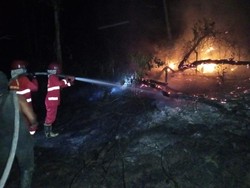 Kawasan Hutan Lindung Konservasi di Jambi Terbakar, Satgas Padamkan