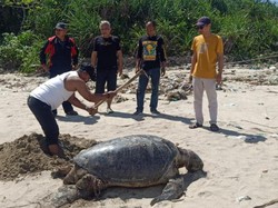 Bangkai Penyu Hijau Ditemukan di Pantai Sukabumi, Diduga Korban Bycatch
