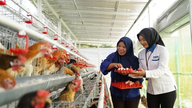 PT PNM salurkan 240 ayam petelur kepada 40 warga di Kampung Madani Kopeng, Program ini bertujuan tingkatkan ketahanan pangan dan pendapatan keluarga.