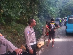 Pemotor Tertimpa Pohon Tumbang di Jalan Poros Tomohon-Manado