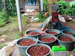 Mengenal Destana Kopi Kuningan, Wanginya Harum ke Kancah Dunia
