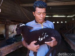 Pemilik Domba Berlafaz Allah di Temanggung Pastikan Itu Asli: Bukan Dicat