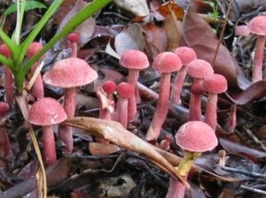 Ini Jamur Termahal RI, Harga Rp4 Juta/Kg, Tumbuh Kalau Disambar Petir