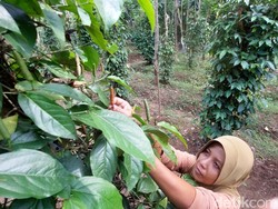 Emak-emak di Kulon Progo Panen Cuan dari Budi Daya Cabai Jawa