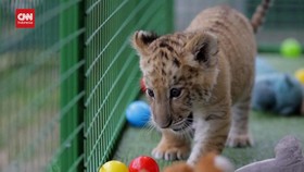 VIDEO: Goliath, Liger Langka Hasil Persilangan Singa-Harimau